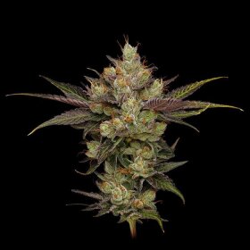 Green Bodhi Northern Lights OG - 11 reguläre Samen