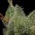 Green Bodhi Northern Lights OG - 11 reguläre Samen