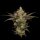 Green Bodhi Northern Lights OG - 11 reguläre Samen