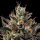 Green Bodhi Northern Lights OG - 11 reguläre Samen