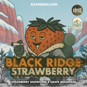 Elev8 Seeds Black Ridge Strawberry - 3 feminisierte Samen