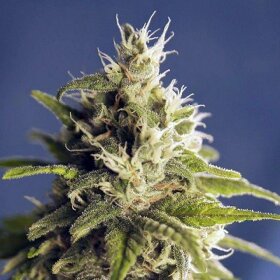 House Of The Great Gardener Ghani AF (GG#1) - 11 reguläre Samen