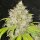 Karma Genetics 95 - 6 feminisierte Samen