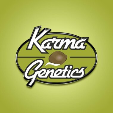Karma Genetics Peach Shake - 6 feminisierte Samen