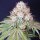 Karma Genetics Rocky Melon - 6 feminisierte Samen
