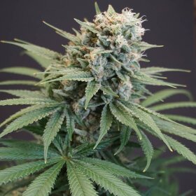 Karma Genetics LeMello Female - 6 feminisierte Samen