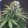 Karma Genetics LeMello Female - 6 feminisierte Samen