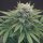Karma Genetics LeMello Female - 6 feminisierte Samen