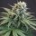 Karma Genetics LeMello Female - 6 feminisierte Samen