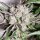 Karma Genetics Pink Fritter Female - 6 feminisierte Samen