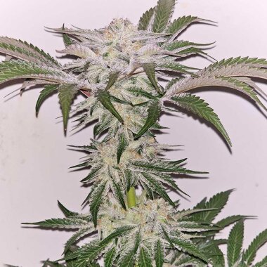 Karma Genetics Hindu Runtz - 6 feminisierte Samen
