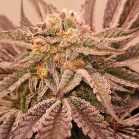 Karma Genetics Hindu Runtz - 6 feminisierte Samen