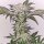 Karma Genetics Hindu Runtz - 6 feminisierte Samen