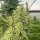 Karma Genetics Black Beard - 6 feminisierte Samen