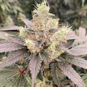 Karma Genetics Mop Chopper - 6 feminisierte Samen
