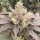 Karma Genetics Mop Chopper - 6 feminisierte Samen