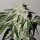 Karma Genetics Pink Pie - 6 feminisierte Samen