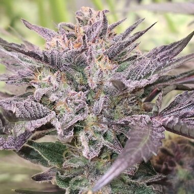 Karma Genetics Pink Bacio - 6 feminisierte Samen