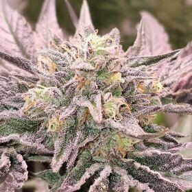 Karma Genetics Pink Bacio - 6 feminisierte Samen