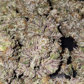Karma Genetics Pink Bacio - 6 feminisierte Samen
