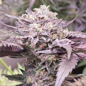Karma Genetics Pink Bacio - 6 feminisierte Samen
