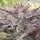 Karma Genetics Pink Bacio - 6 feminisierte Samen