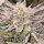 Karma Genetics Pink Bacio - 6 feminisierte Samen