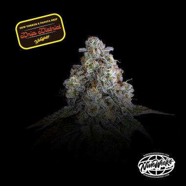 Nine Weeks Harvest Drip District - 3 feminisierte Samen