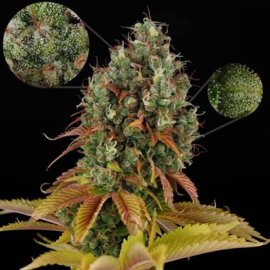 Lady Sativa Genetics ODV Sour - 10 reguläre Samen