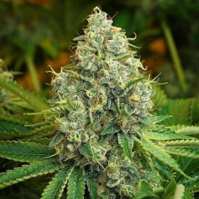 Lady Sativa Genetics ODV Sour - 10 reguläre Samen
