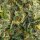 Lady Sativa Genetics ODV Sour - 10 reguläre Samen