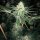 Lady Sativa Genetics ODV Sour - 10 reguläre Samen