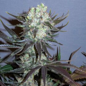 Little Chief Collabs Tangie Killer Glue - 6 feminisierte Samen