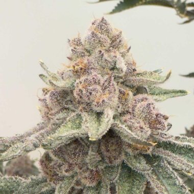 Mosca Seeds Raspberry Boogie S2 - 6 feminisierte Samen