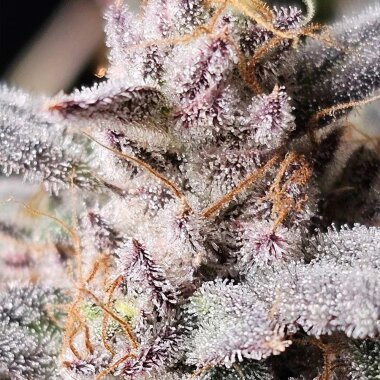 Night Owl Seeds Mondo Smash AUTO - 3 feminisierte Samen