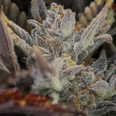 Night Owl Seeds Master Bruce AUTO - 3 feminisierte Samen