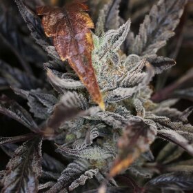 Night Owl Seeds Master Bruce AUTO - 3 feminisierte Samen