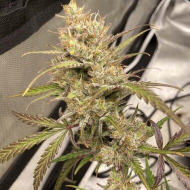 Night Owl Seeds Space Station Gold AUTO - 3 feminisierte...