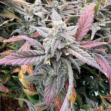 Night Owl Seeds Strawberry Milk und Qookies Remix AUTO - 3 feminisierte Samen