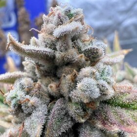 Night Owl Seeds Strawberry Milk und Qookies Remix AUTO - 3 feminisierte Samen