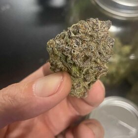 Night Owl Seeds Strawberry Milk und Qookies Remix AUTO - 3 feminisierte Samen