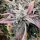 Night Owl Seeds Strawberry Milk und Qookies Remix AUTO - 3 feminisierte Samen