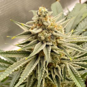 Old School Genetics OS Glue - 12 reguläre Samen