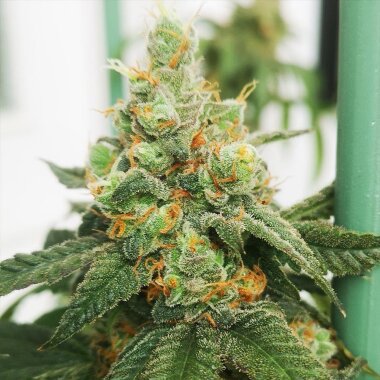 Old School Genetics Old Gas Station - 6 reguläre Samen