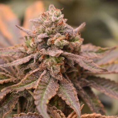 Old School Genetics Banana Jungle - 6 feminisierte Samen