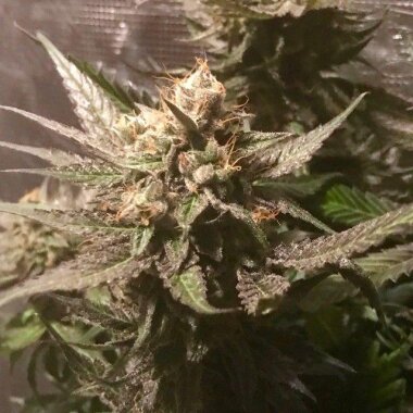 Pot Valley Seeds Sour Moonfire - 6 feminisierte Samen