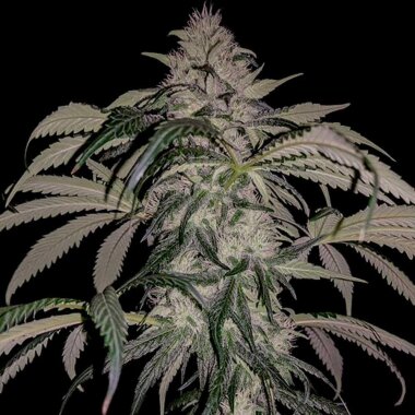 Rare Dankness Purple Swish Haze - 12 reguläre Samen