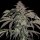 Rare Dankness Purple Swish Haze - 12 reguläre Samen