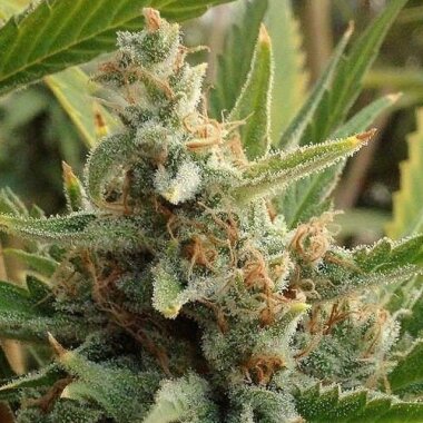 Rare Dankness Tangerine Kush - 12 reguläre Samen