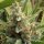 Rare Dankness Tangerine Kush - 12 reguläre Samen